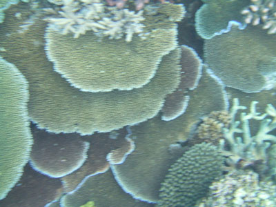 Corals