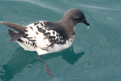 Cape Petrel