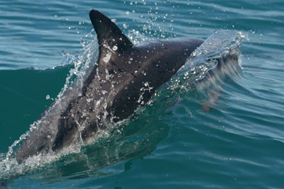 Dolphin