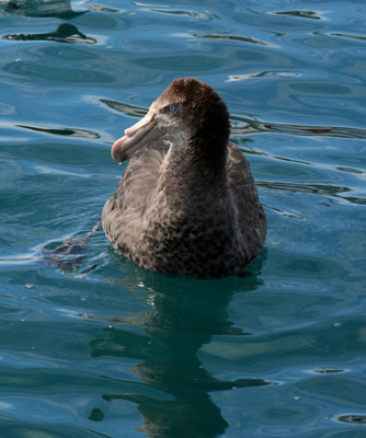 Giant Petrel