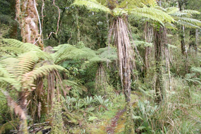 Tree Ferns