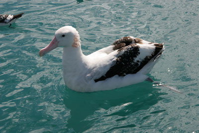 Albatross