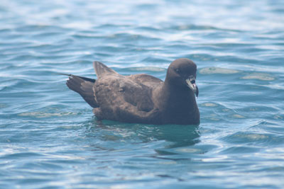 Petrel