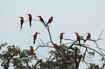 Carmine Bee-eaters